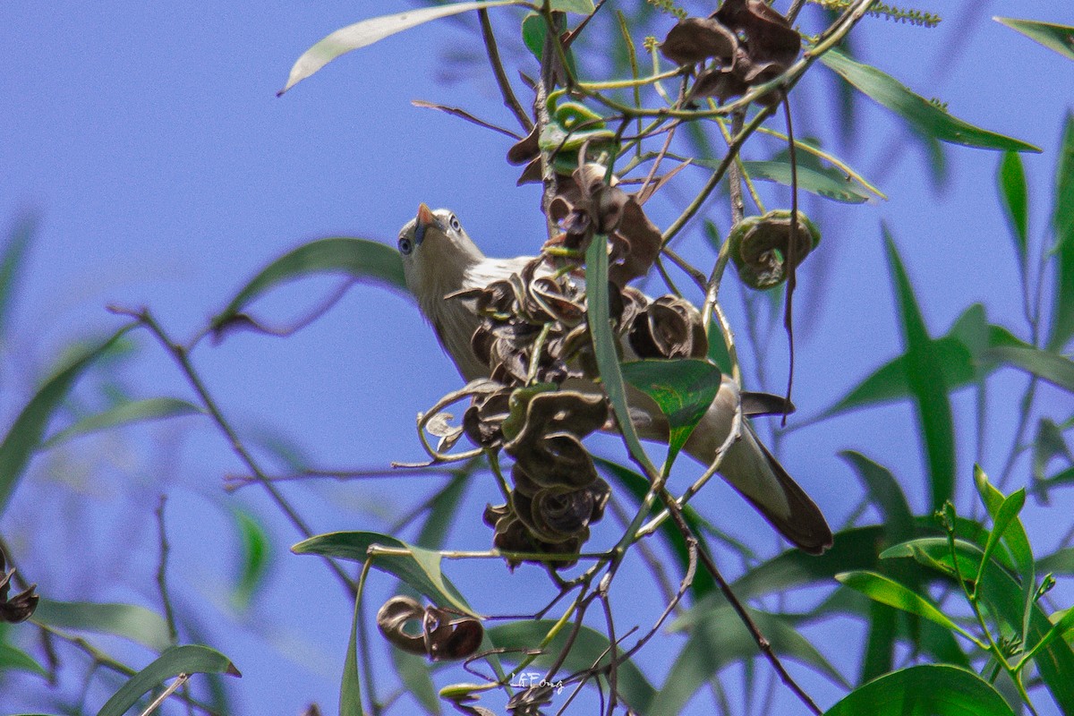 Kızılca Sığırcık - ML646498195
