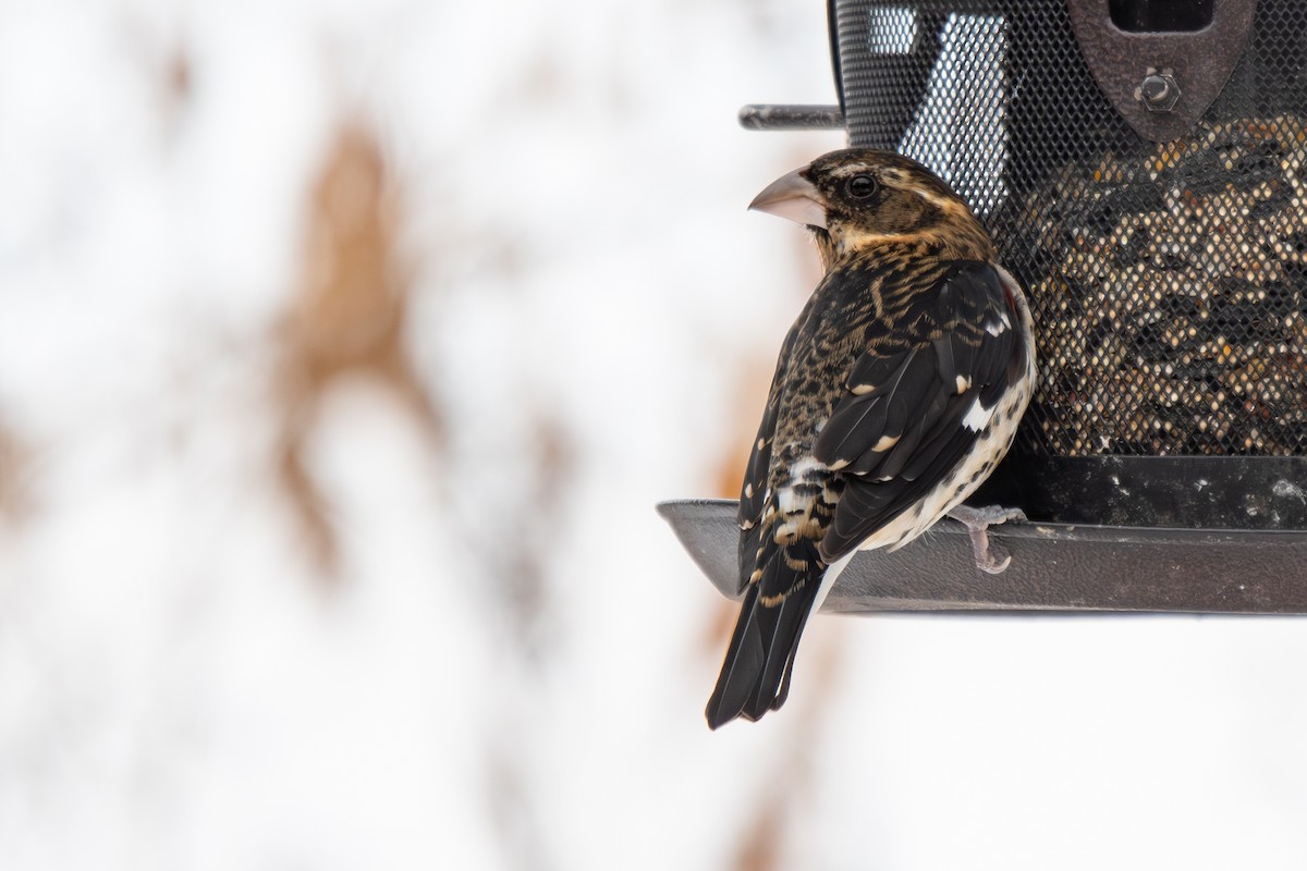 Rosenbrust-Kernknacker - ML646498198