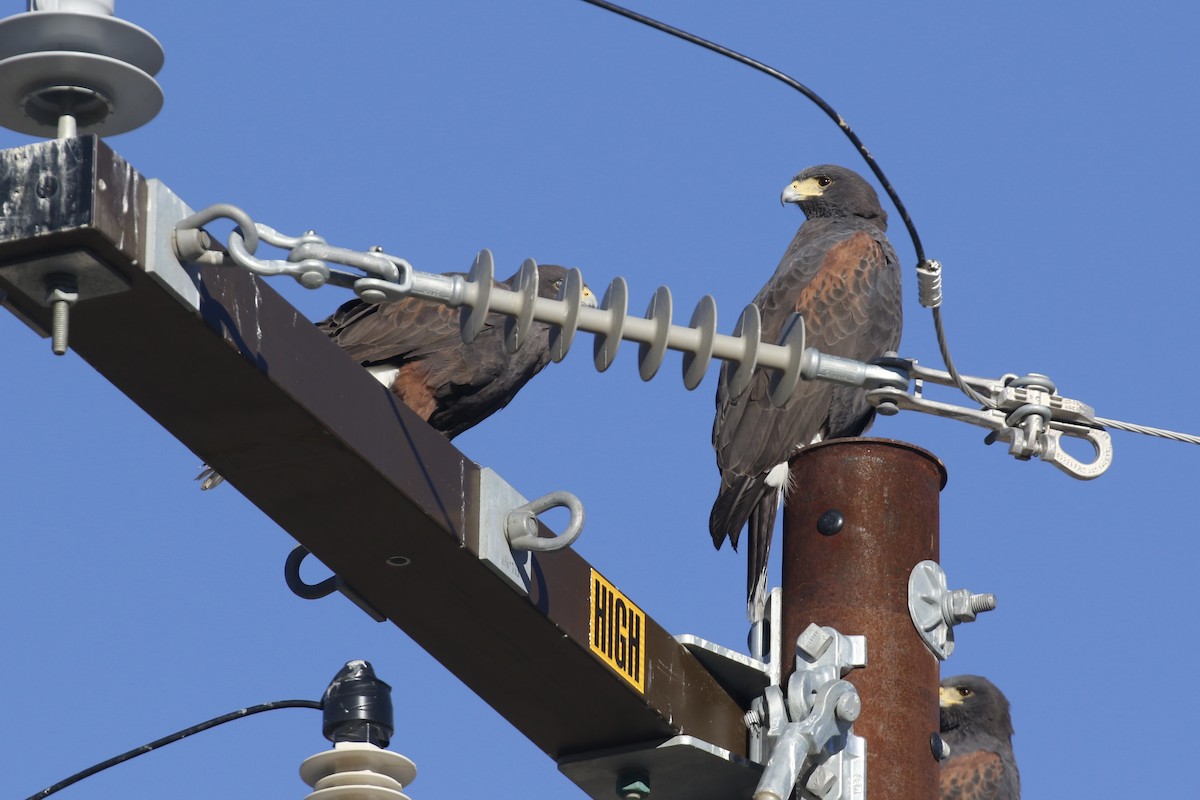 Harris Şahini - ML646498199