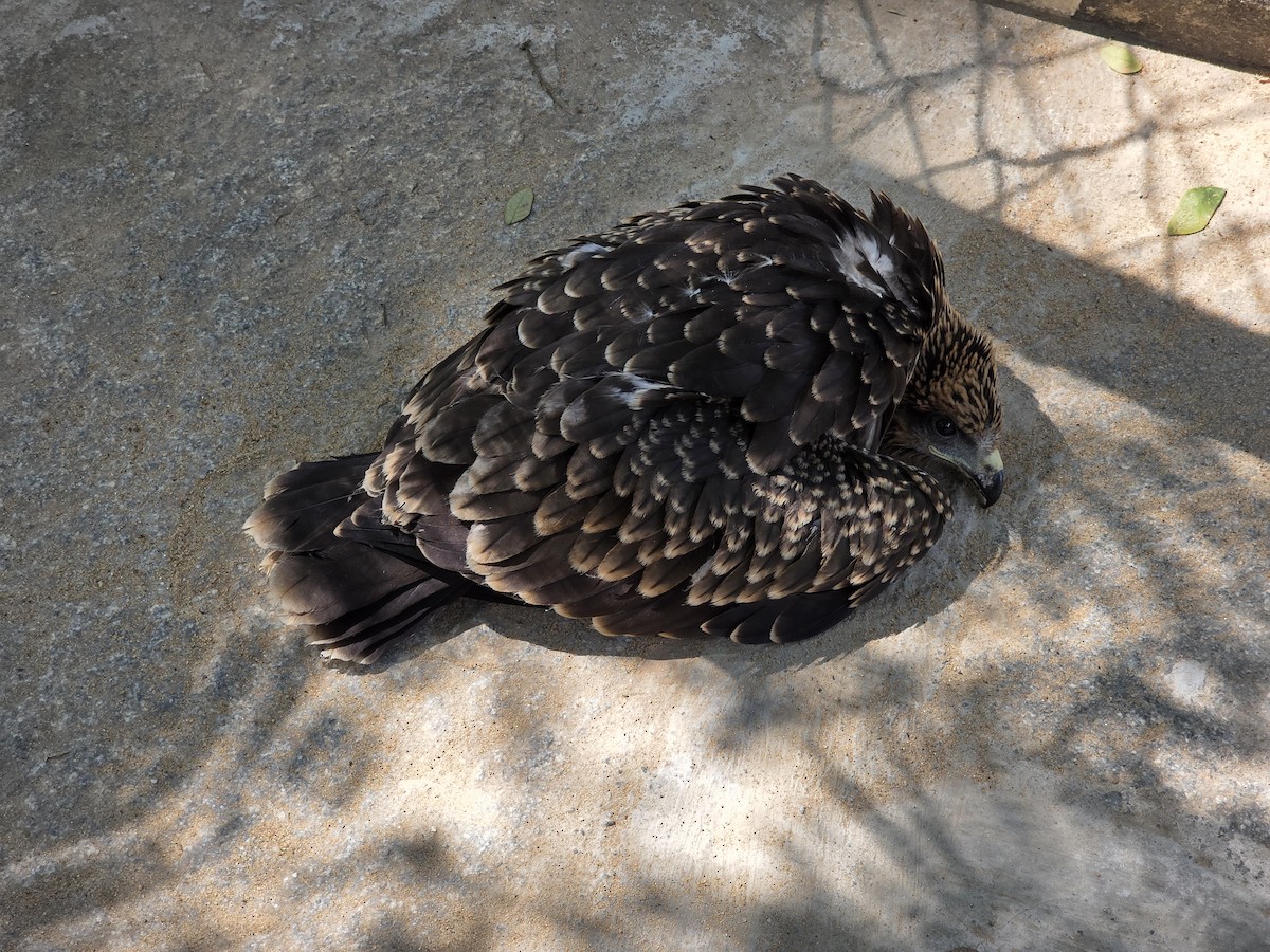 Kara Çaylak - ML646498200