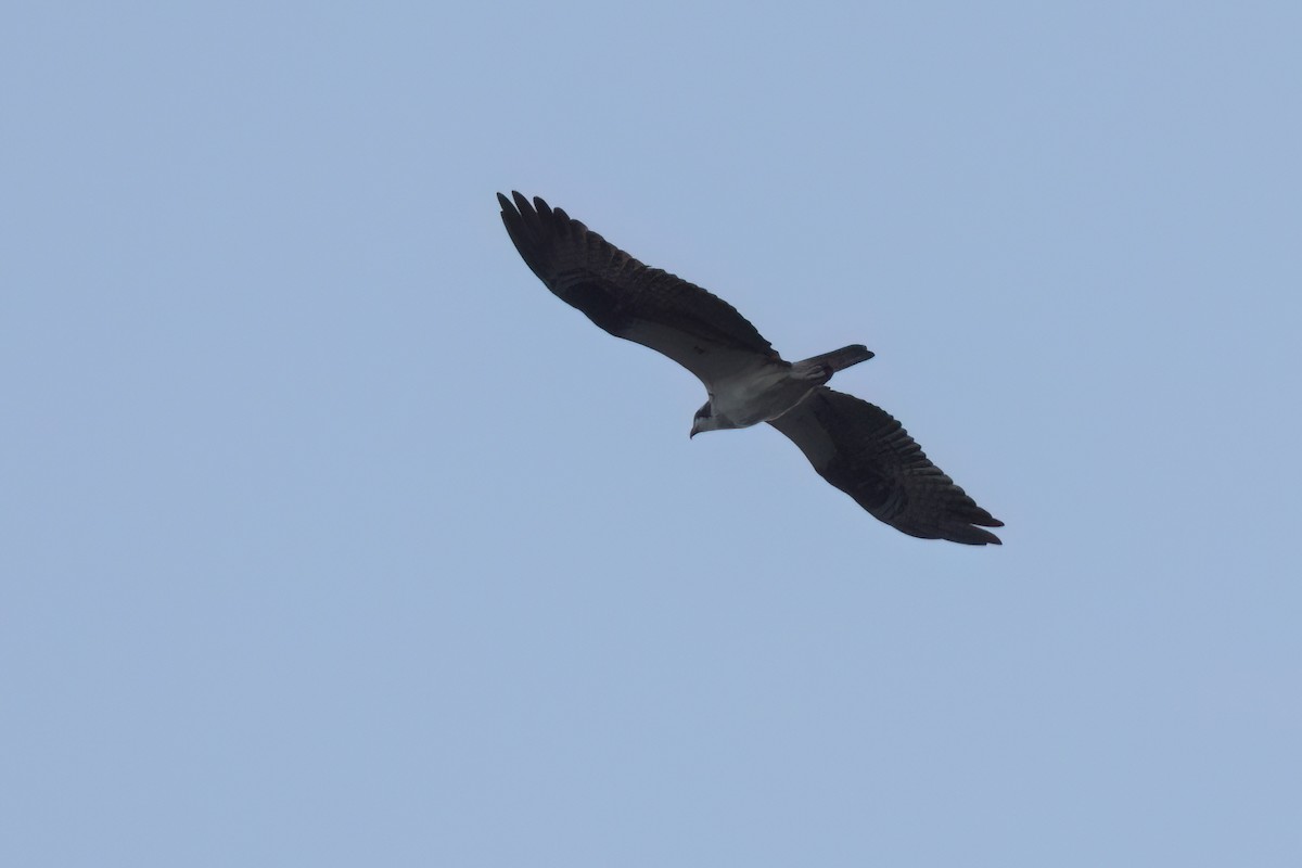 Balık Kartalı - ML646498201