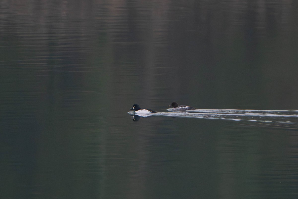 Altıngöz - ML646498202