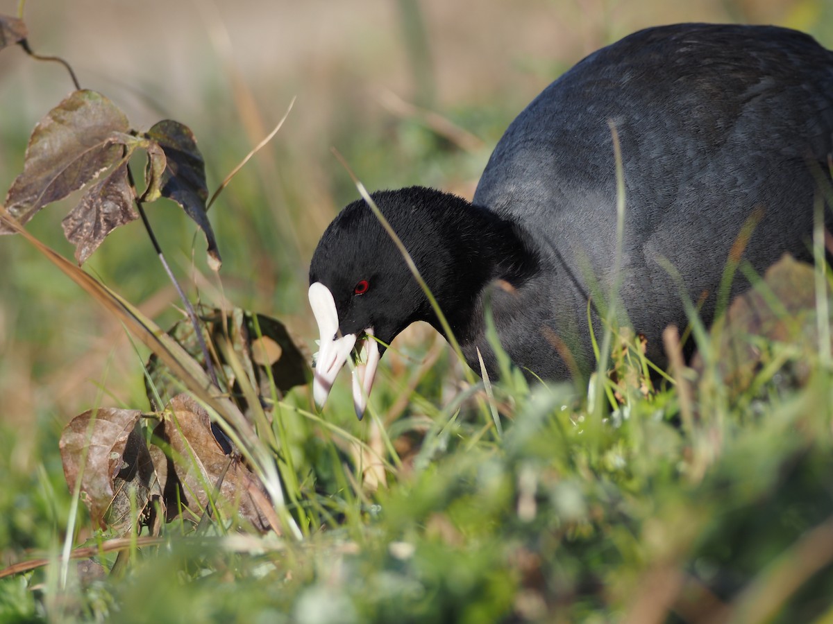 Sakarmeke - ML646498204