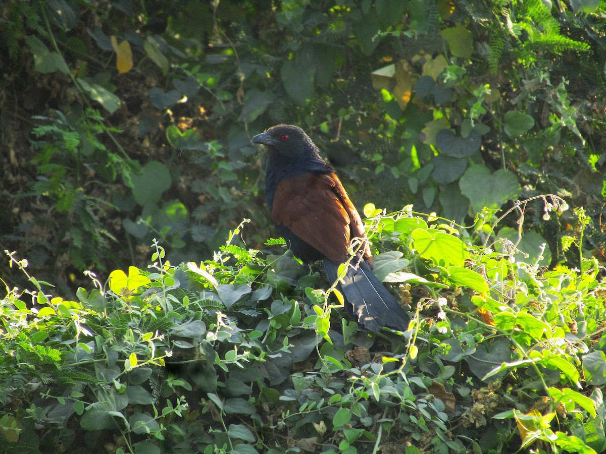 Greater Coucal - ML646498205
