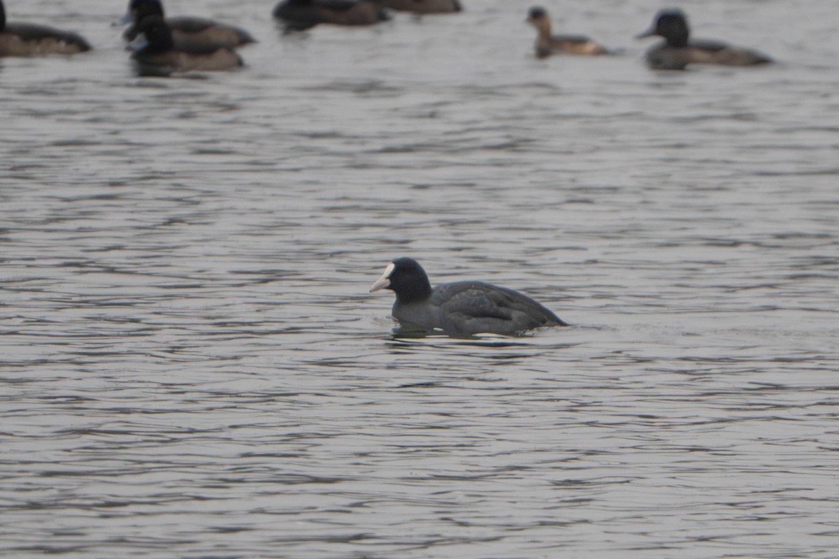 Sakarmeke - ML646498213