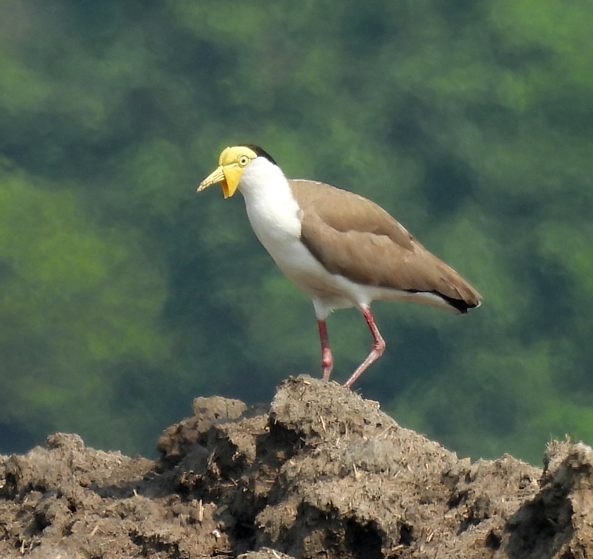 Masked Lapwing (Masked) - ML646498215