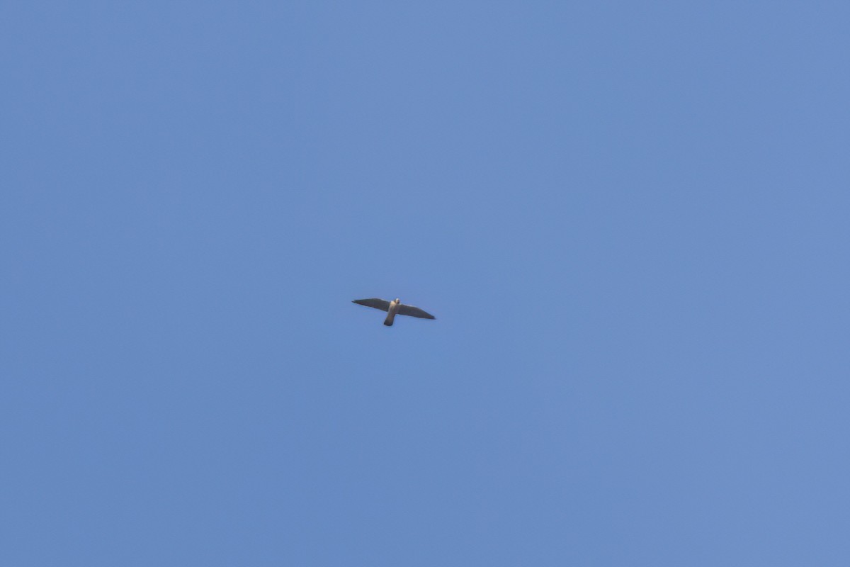 Peregrine Falcon - ML646498216