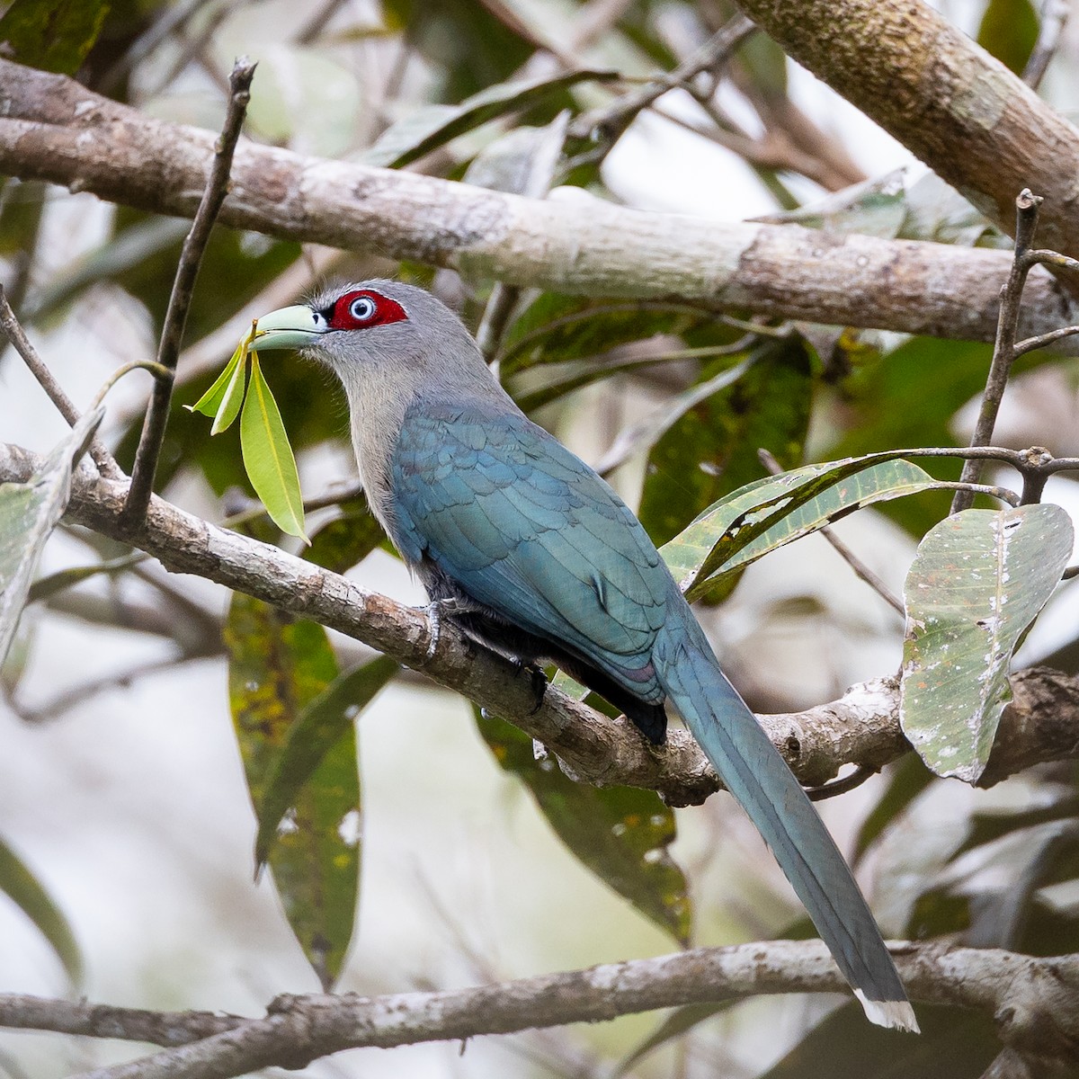 クロバンケンモドキ - ML646498217