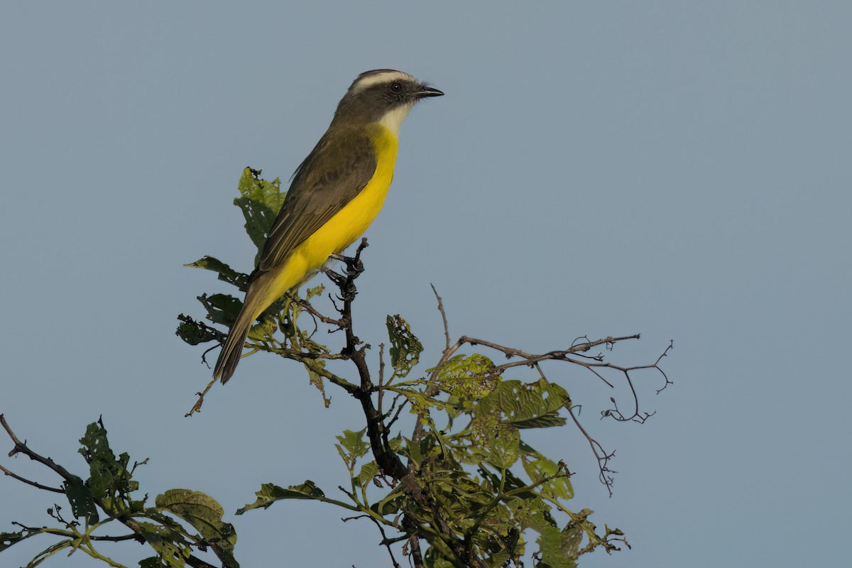 Красношапочный бентеви - ML646498218