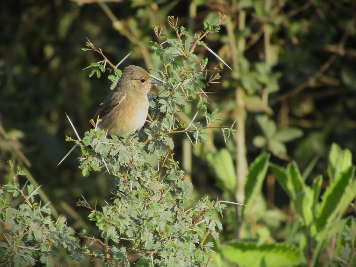 Pied Bushchat - ML646498220