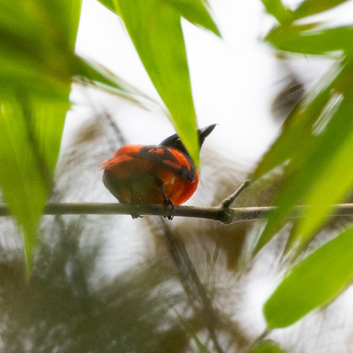 シュイロサンショウクイ - ML646498227