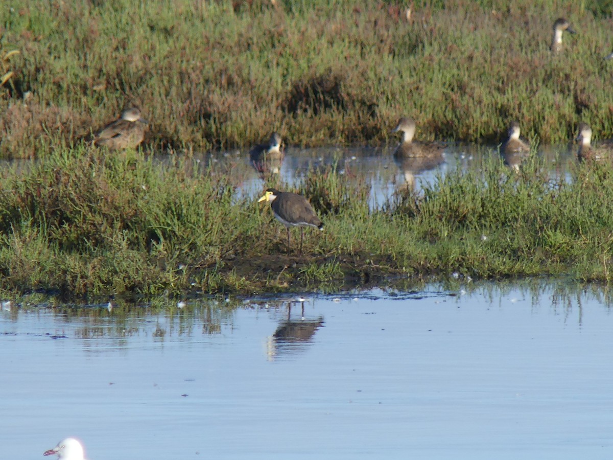 Masked Lapwing - ML646498228