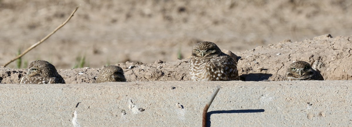 Burrowing Owl - ML646498229
