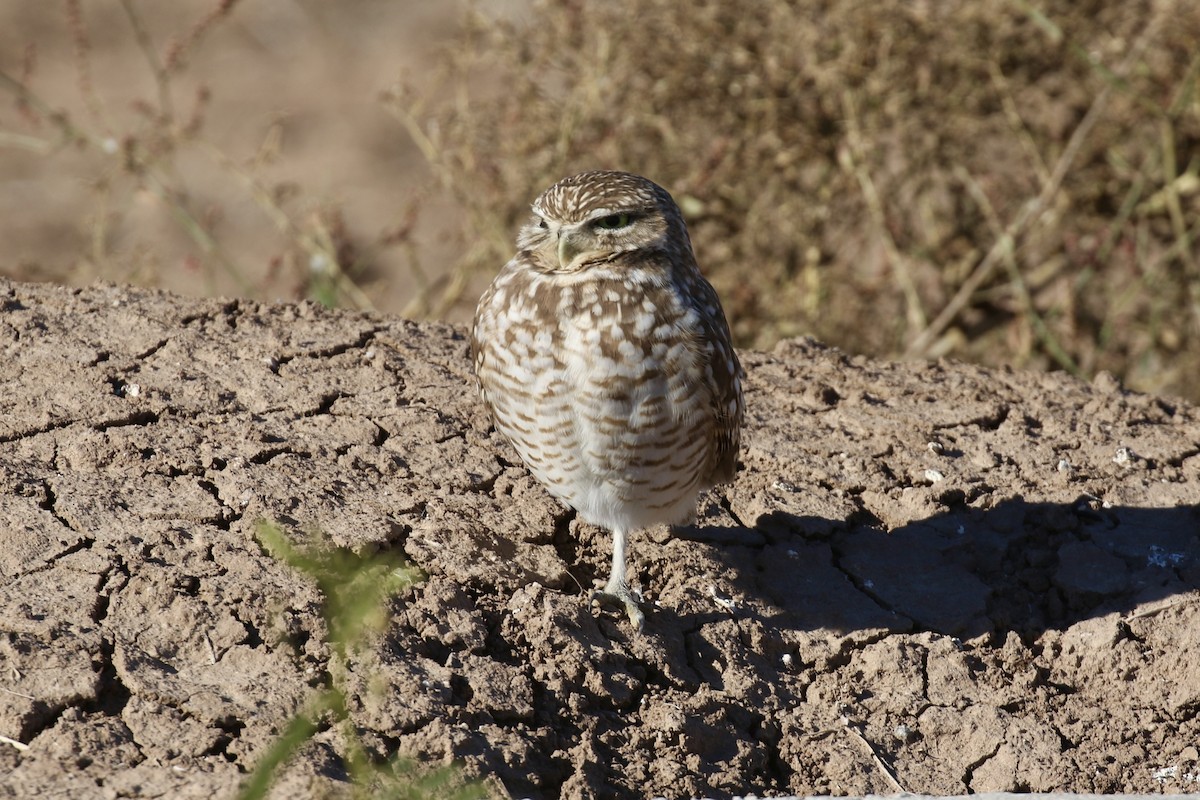 Burrowing Owl - ML646498230