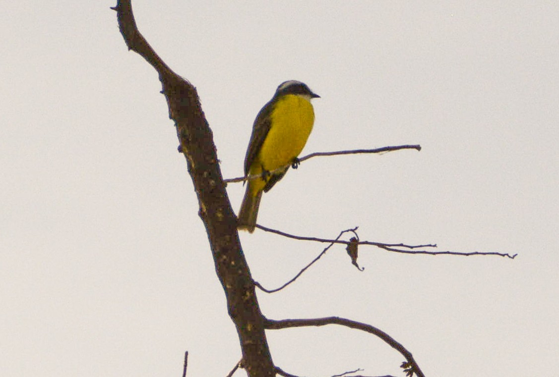 Great Kiskadee - ML646498253