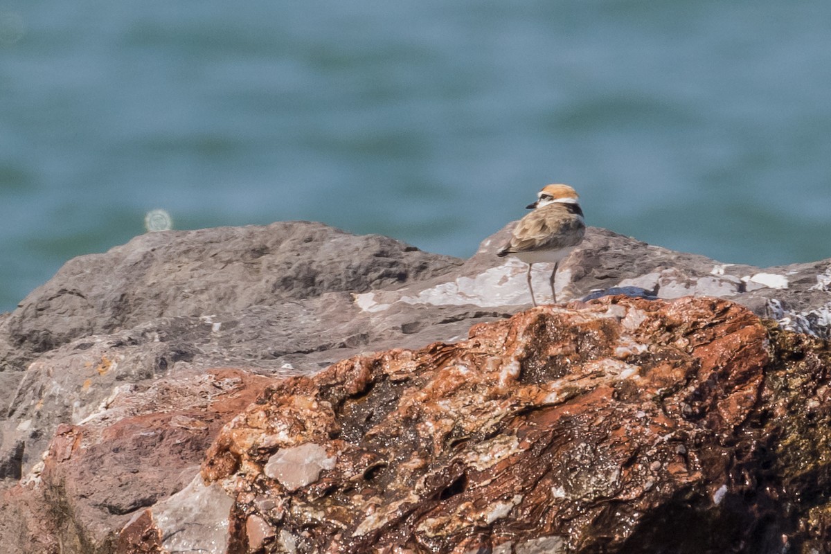 Malaysian Plover - ML646498254