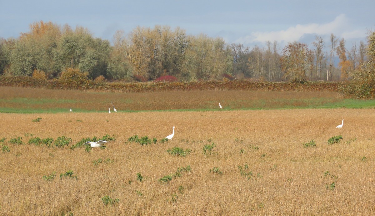 Great Egret - ML646498257