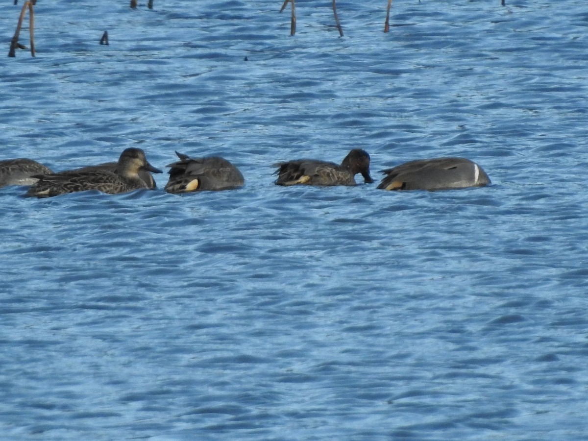 Ahate iluna - ML646498258