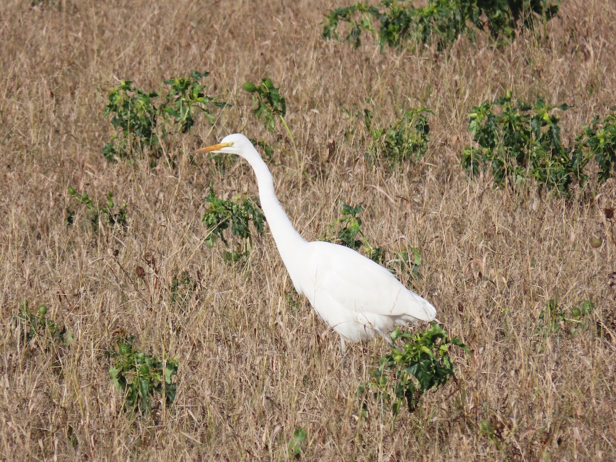 Great Egret - ML646498259