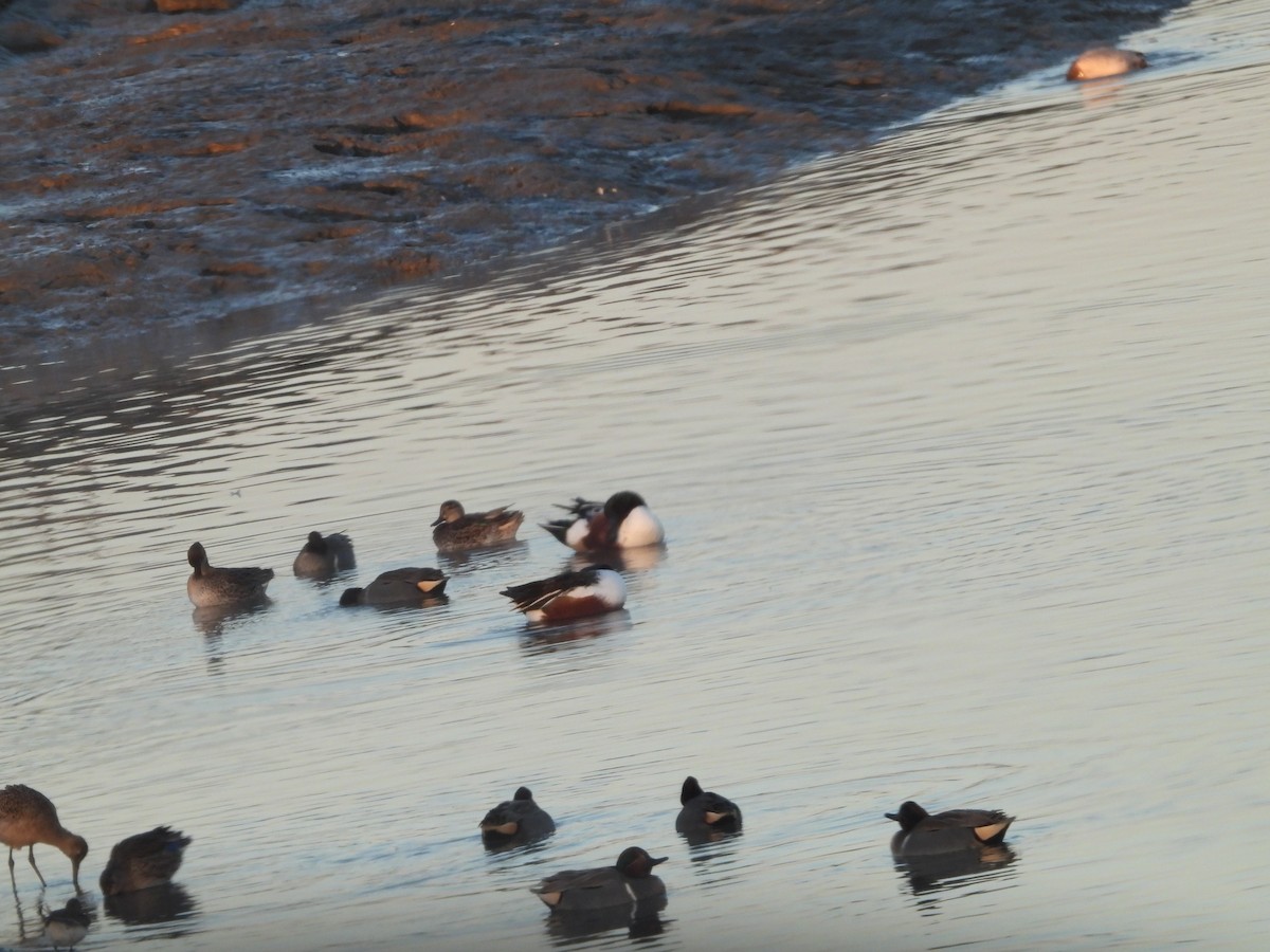 skjeand - ML646498260