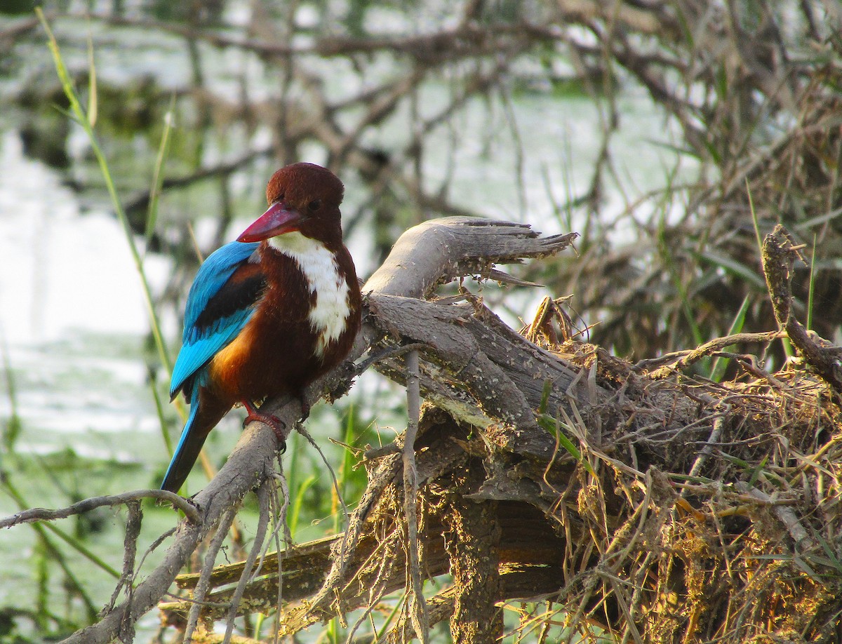 White-throated Kingfisher - ML646498261
