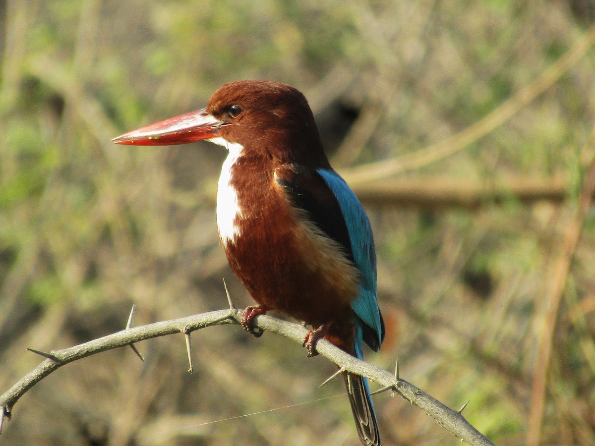 White-throated Kingfisher - ML646498262