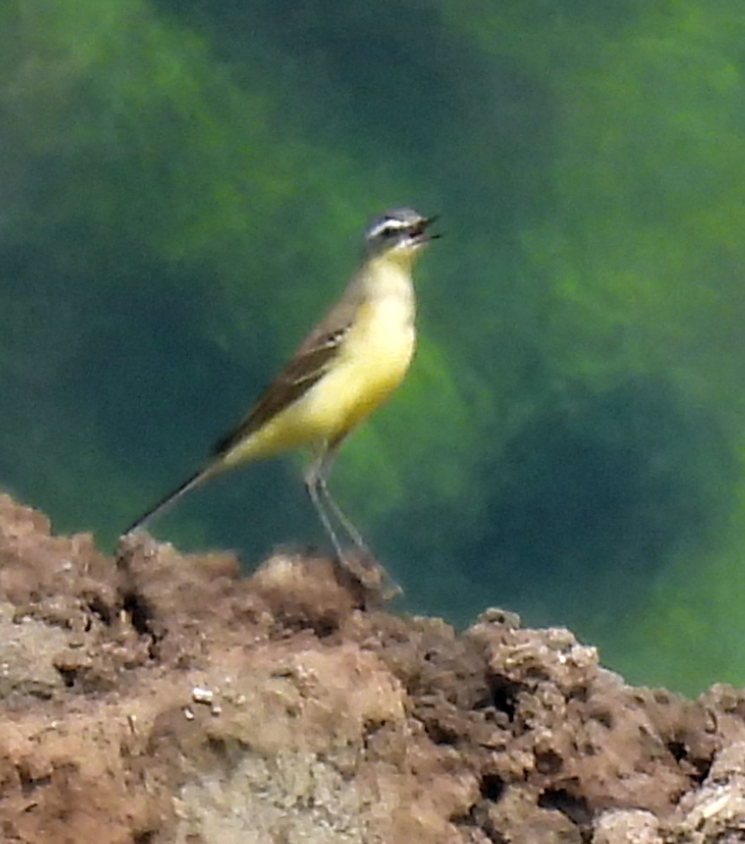 Eastern Yellow Wagtail - ML646498263