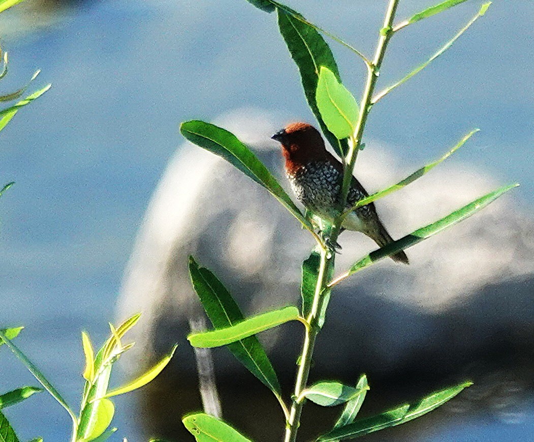 Scaly-breasted Munia - ML646498264