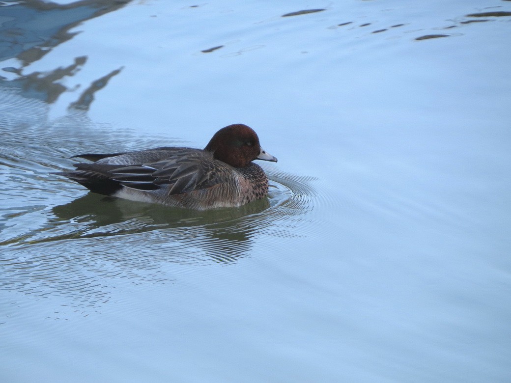 Silbón Europeo - ML646498266