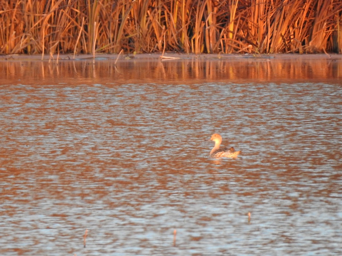 Northern Pintail - ML646498281
