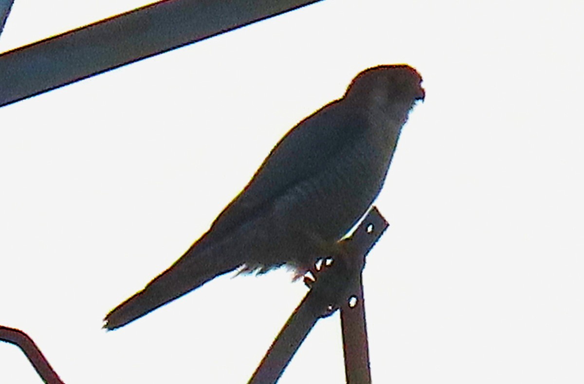 アカガシラチョウゲンボウ - ML646498282