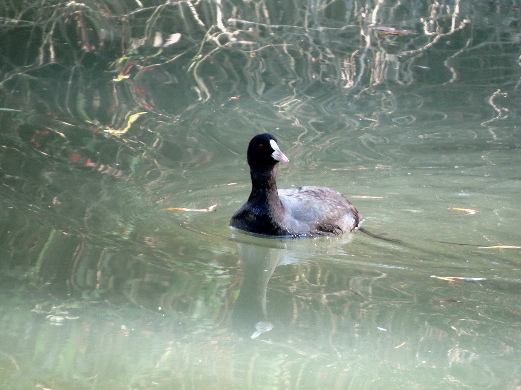 Focha Común - ML646498283