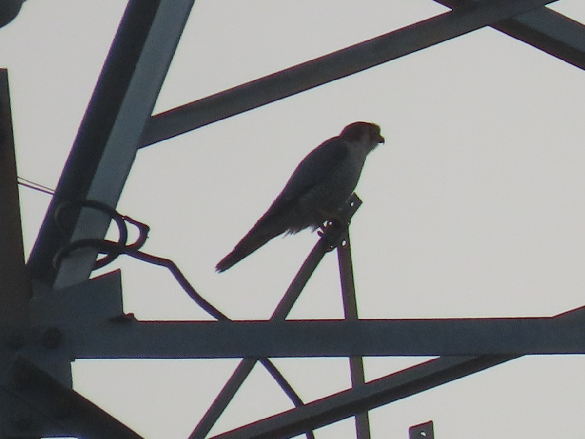 アカガシラチョウゲンボウ - ML646498284