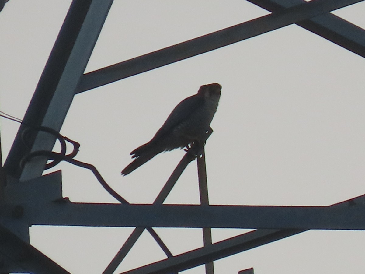 アカガシラチョウゲンボウ - ML646498285