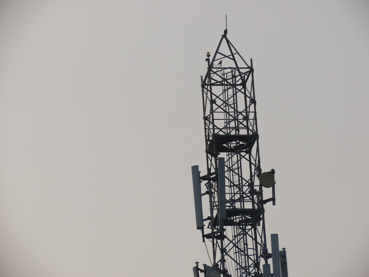 アカガシラチョウゲンボウ - ML646498286