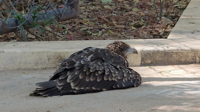 Milano Negro - ML646498293