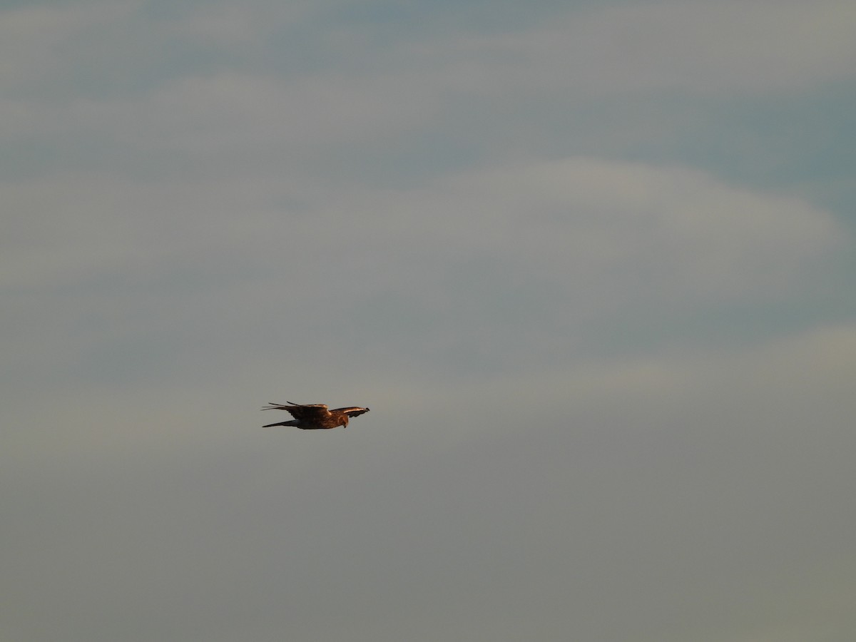 Northern Harrier - ML646498294