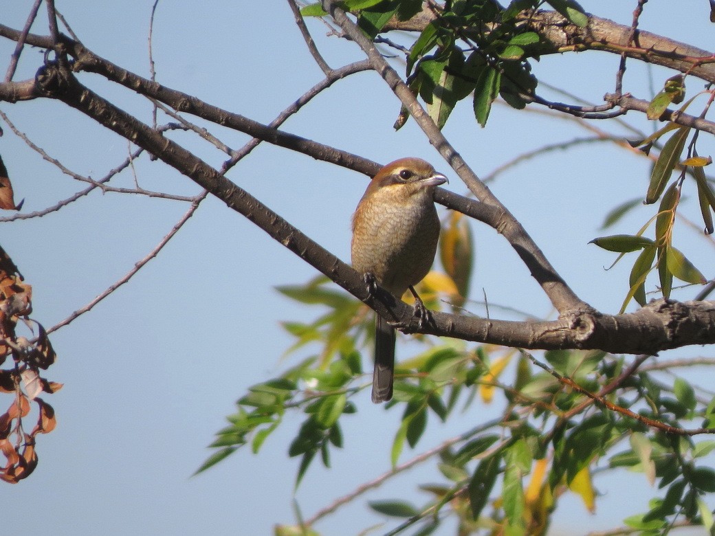 Alcaudón Bucéfalo - ML646498296