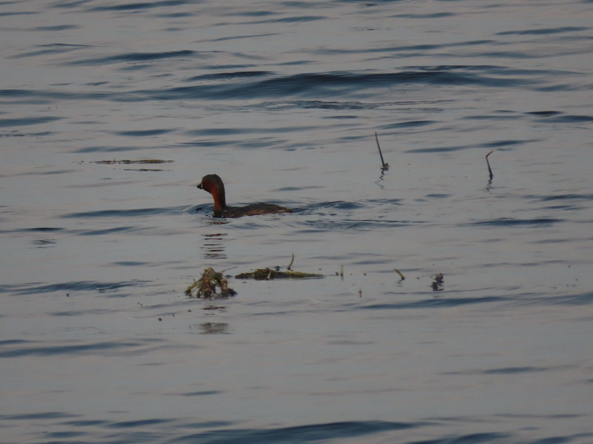 小鸊鷉 - ML646498297