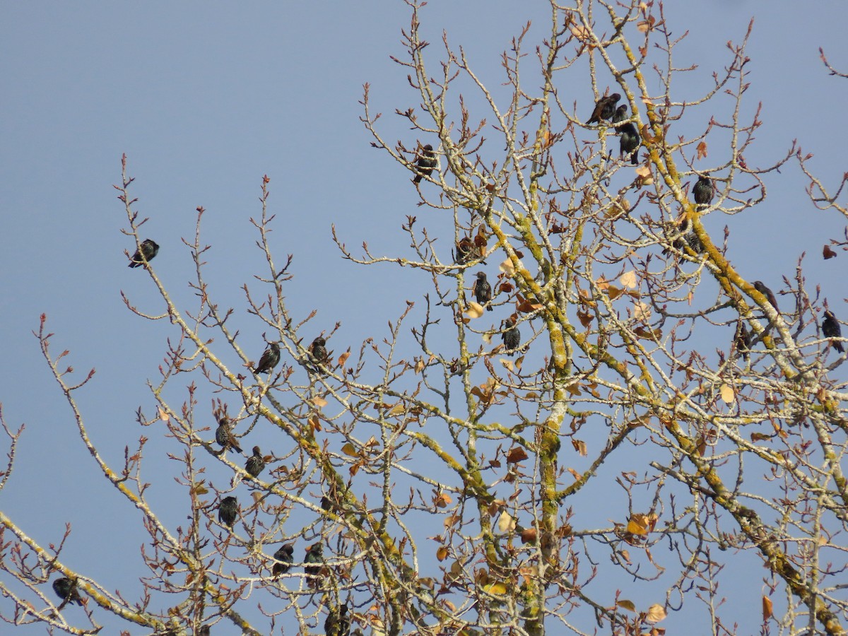 European Starling - ML646498302