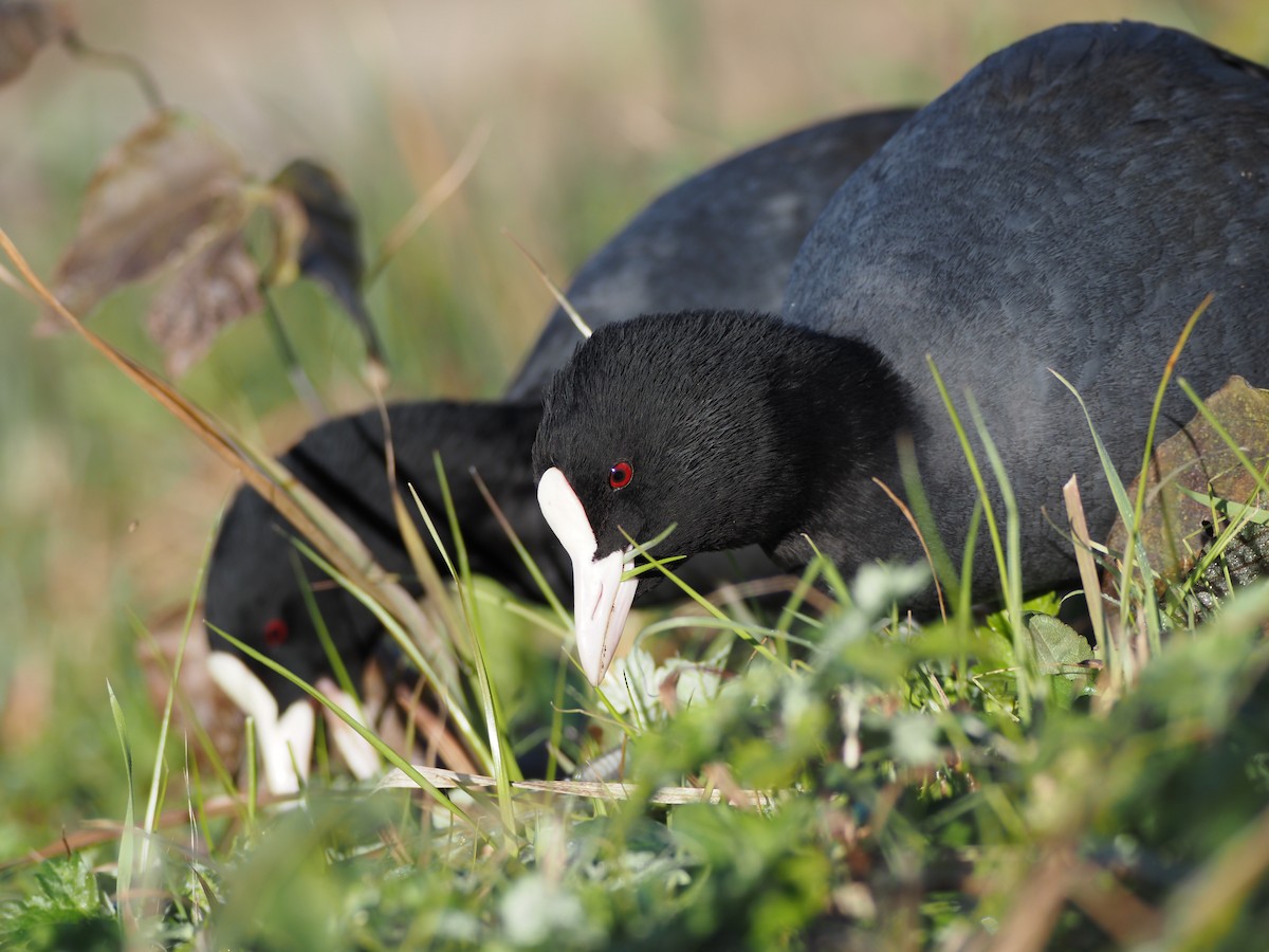 Лиска звичайна - ML646498303