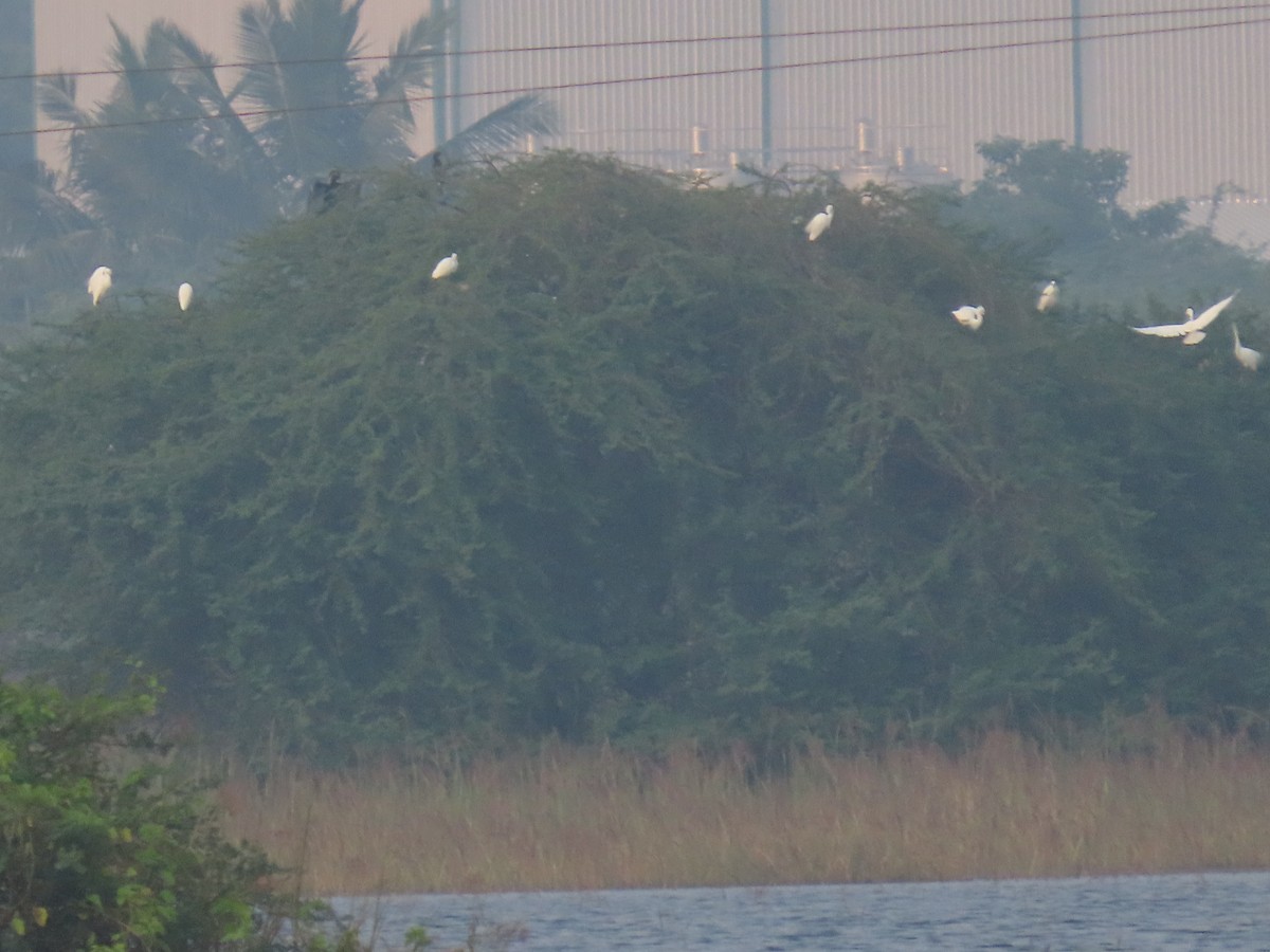 Whiskered Tern - ML646498308