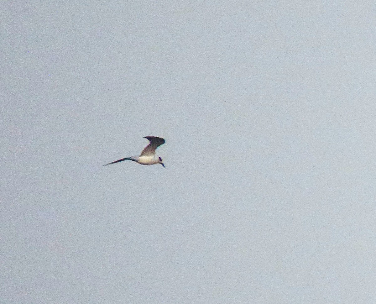 Whiskered Tern - ML646498309