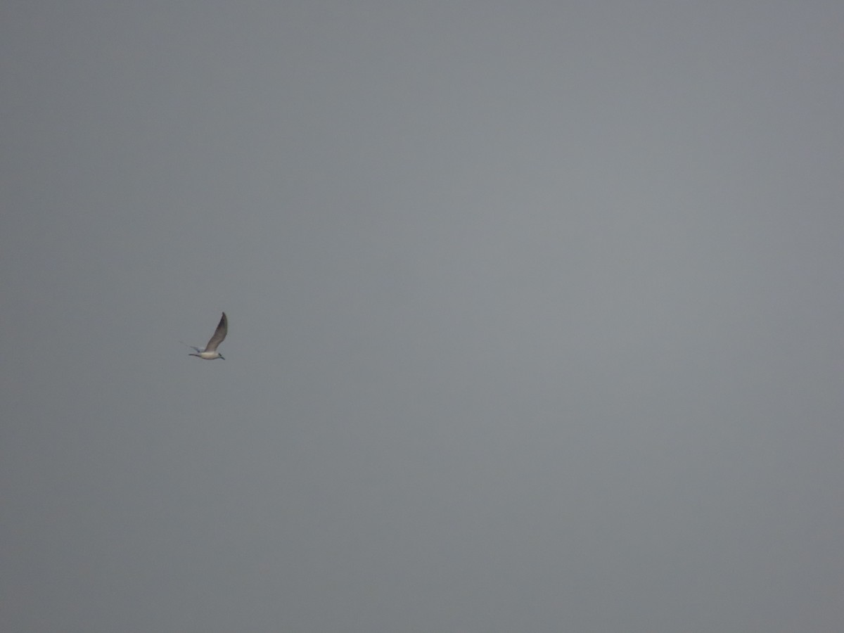 黑腹燕鷗 - ML646498310