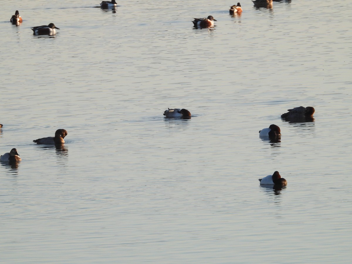 Canvasback - ML646498311