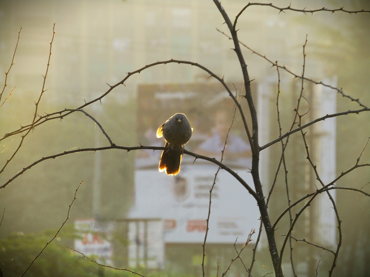 Jungle Babbler - ML646498312