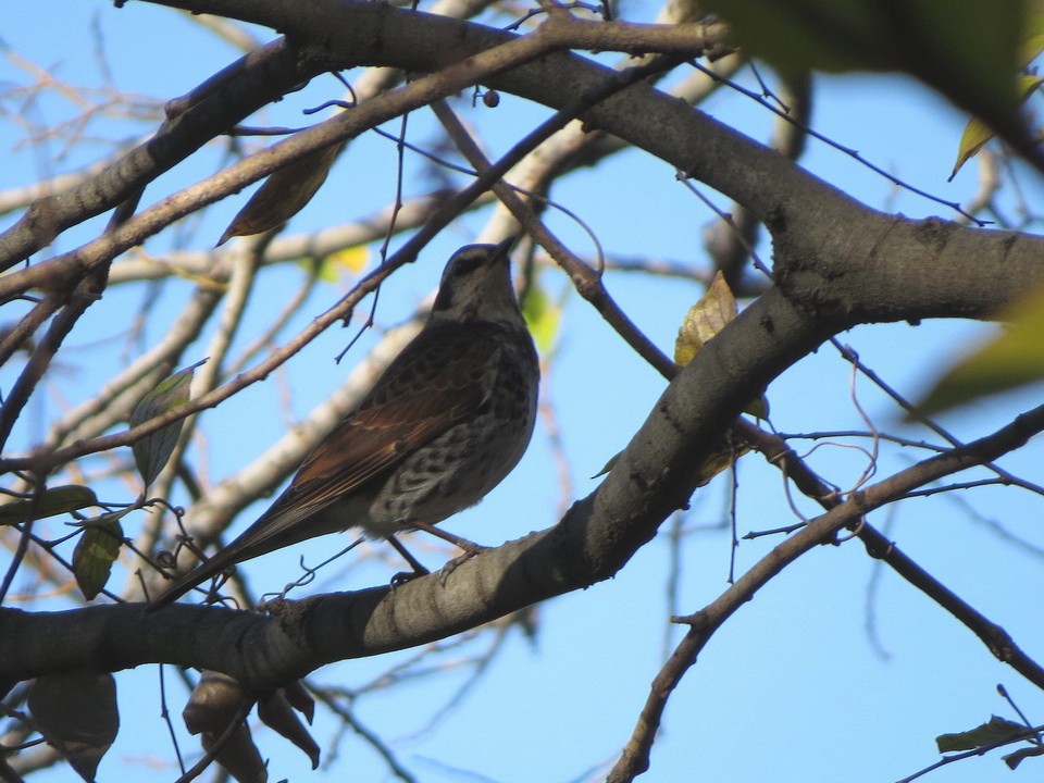 Zorzal Eunomo - ML646498313