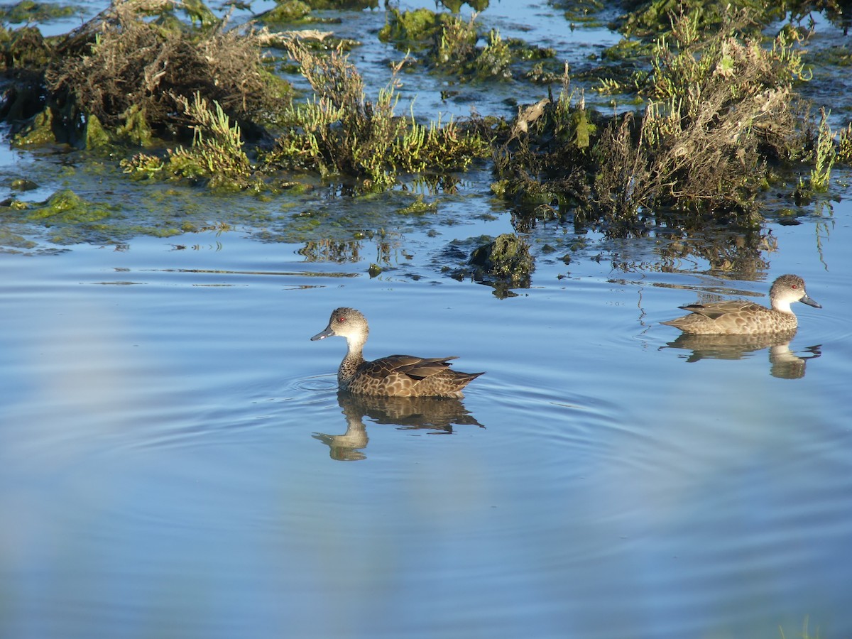 Chestnut Teal - ML646498314