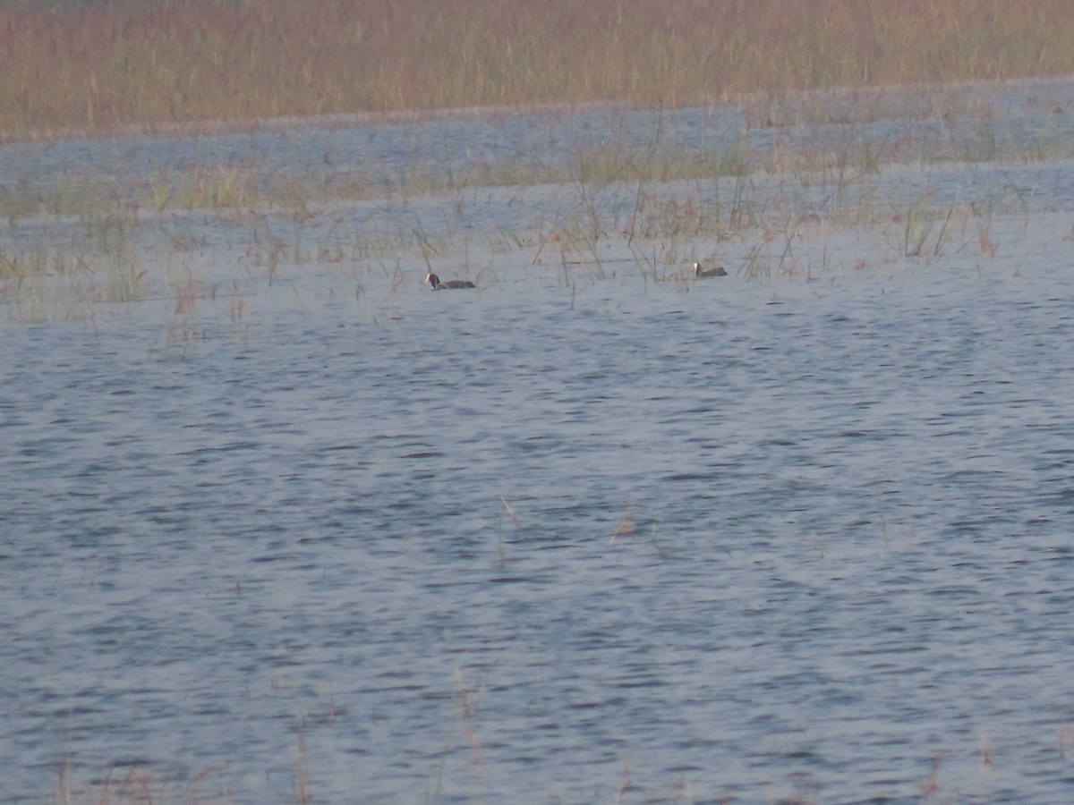 Eurasian Coot - ML646498315