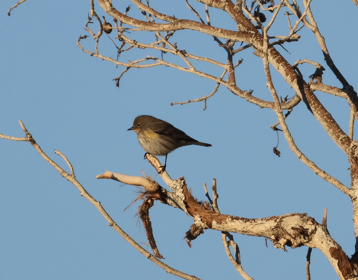 Yellow-rumped Warbler - ML646498316